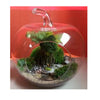 Pomme Terrarium en Verre H35 - Transparent